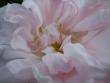 tn_gallery_9429_777_8605.jpg