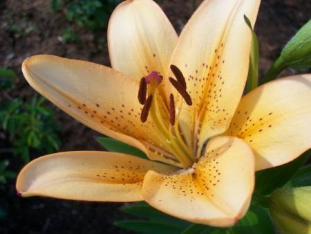 gallery_559_629_21013.jpg