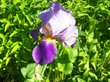 gallery_559_629_2717.jpg