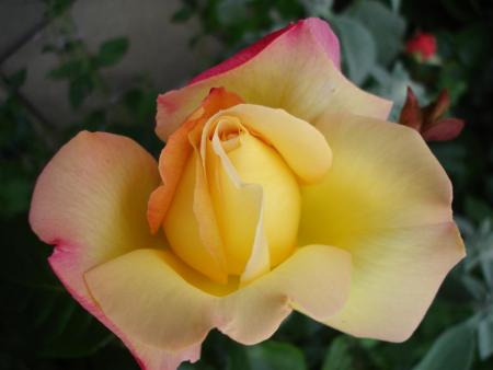 gallery_5714_779_44211.jpg