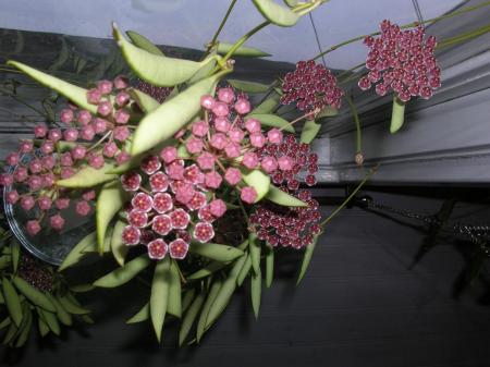 gallery_6805_185_49045.jpg