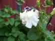 tn_gallery_559_629_11198.jpg