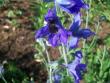 tn_gallery_559_629_1868.jpg
