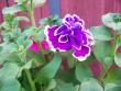 tn_gallery_559_629_47755.jpg
