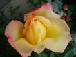 tn_gallery_5714_779_44211.jpg