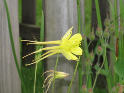 gallery_11016_41_35103.jpg