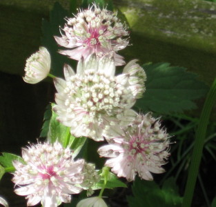 gallery_11016_50_4022.jpg