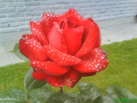gallery_11085_684_4118.jpg