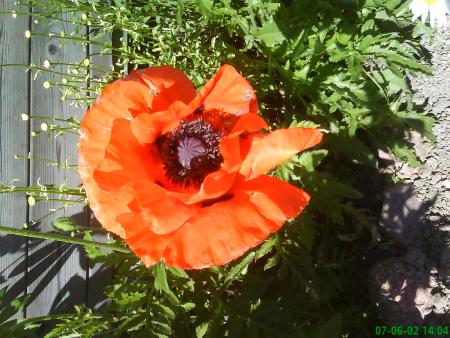 gallery_11085_684_423287.jpg