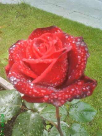 gallery_11085_684_49418.jpg