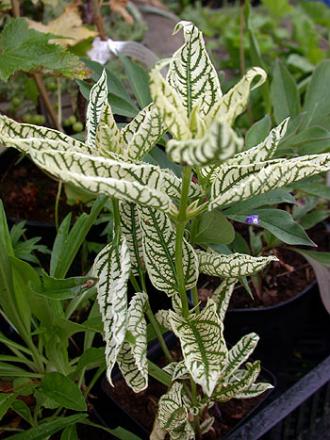 gallery_5285_488_31037.jpg