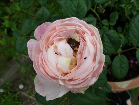 gallery_5307_533_57977.jpg