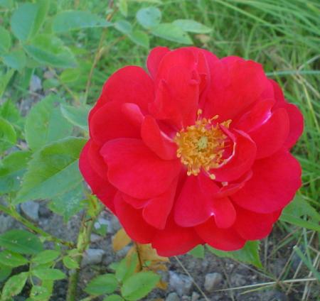 gallery_9983_709_17456.jpg