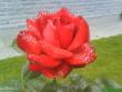 tn_gallery_11085_684_4118.jpg