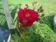 tn_gallery_9983_709_97985.jpg