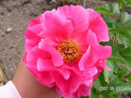 gallery_1786_39_40538.jpg