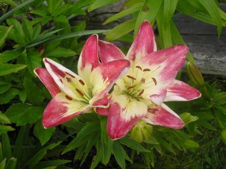 gallery_5006_797_32627.jpg