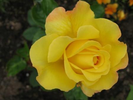 gallery_6758_768_17167.jpg
