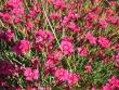 tn_gallery_6758_768_37803.jpg