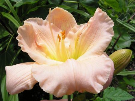 gallery_1786_40_116170.jpg