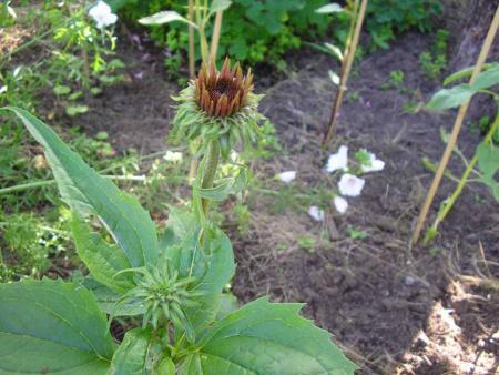 gallery_4198_587_25840.jpg