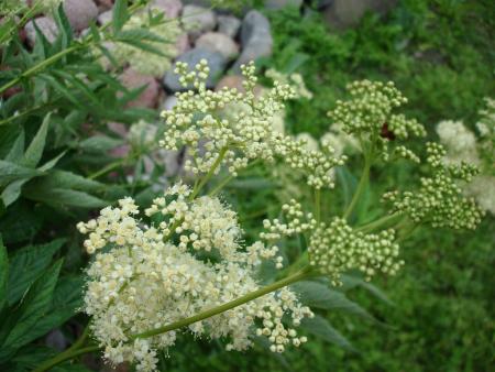 gallery_5714_454_25819.jpg