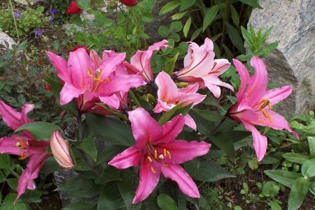 gallery_6203_31_140070.jpg