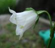 tn_gallery_5714_454_148.jpg