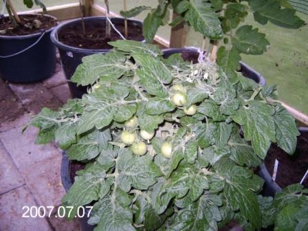 gallery_8540_234_17386.jpg