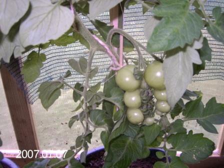 gallery_8540_234_31255.jpg
