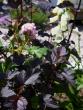 tn_gallery_4563_727_44536.jpg