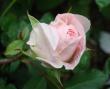 tn_gallery_5714_779_51647.jpg