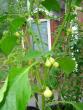 tn_gallery_9372_802_22292.jpg