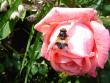tn_gallery_9372_802_4499.jpg