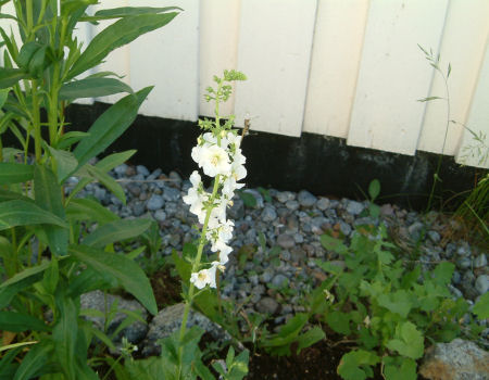 gallery_7440_639_51492.jpg
