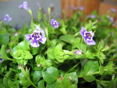 gallery_1308_350_13684.jpg