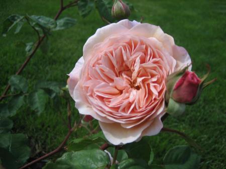gallery_64_806_134781.jpg