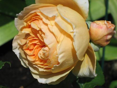gallery_64_806_323674.jpg