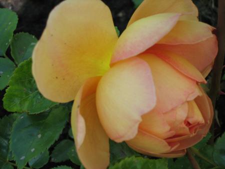 gallery_64_806_339270.jpg