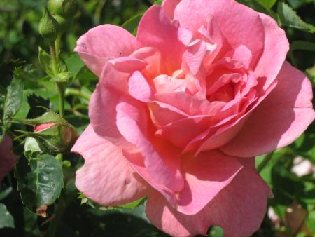 gallery_64_806_4375.jpg