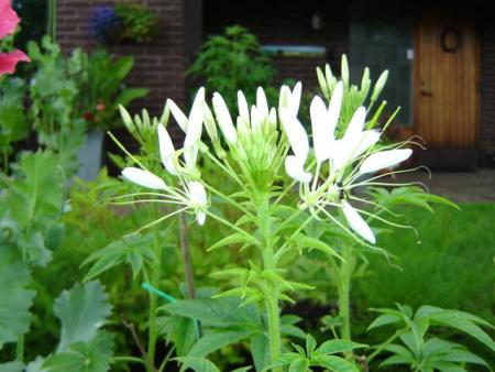 gallery_9372_802_13732.jpg