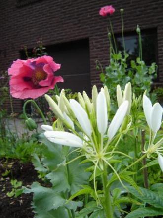 gallery_9372_804_40526.jpg