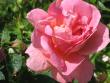tn_gallery_64_806_4375.jpg