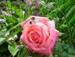 tn_gallery_9372_802_18510.jpg