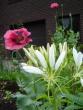 tn_gallery_9372_804_40526.jpg