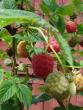 tn_gallery_9372_804_6257.jpg