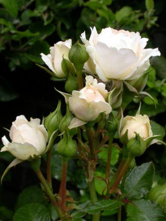 gallery_11085_684_40641.jpg