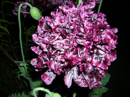 gallery_2392_529_279651.jpg