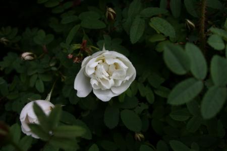 gallery_5169_5_17562.jpg