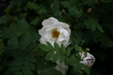 gallery_5169_5_48908.jpg
